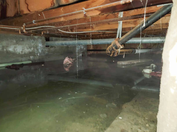 Best Water damage cleanup near me  in West Liberty, KY
