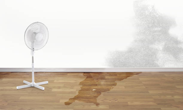 Best Flood damage cleanup  in West Liberty, KY